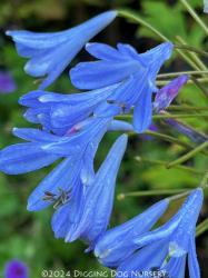 <i>Agapanthus</i> ‘Lilliput’