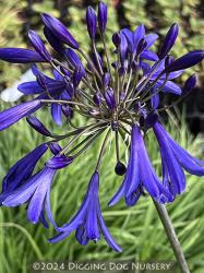 <i>Agapanthus</i> ‘Storm Cloud’