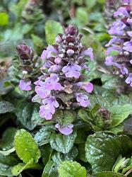 <em>Ajuga reptans</em>  &lsquo;Purple Torch&rsquo;