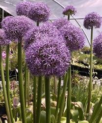 <i>Allium</i> &lsquo;Globemaster&rsquo;