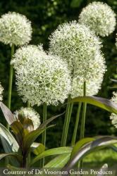 <i>Allium</i> &lsquo;Mount Everest&rsquo;