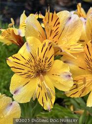<i>Alstroemeria</i> &lsquo;Inca Rio�&rsquo;