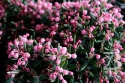 <i>Andromeda polifolia</i> &lsquo;Blue Ice&rsquo;