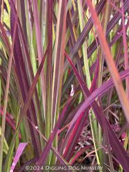 <i>Andropogon gerardii</i> &lsquo;Red October&rsquo;