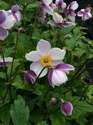 <i>Anemone</i> &lsquo;Ruffled Swan&rsquo;