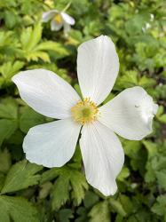 <i>Anemone</i> &lsquo;Wild Swan&rsquo;