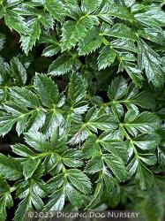 <i>Angelica pachycarpa</i>