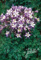 <i>Aquilegia</i> &lsquo;Heavenly Blue&rsquo;