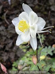 <i>Aquilegia</i> ‘Kristall’