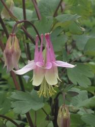 <i>Aquilegia canadensis</i> &lsquo;Pink Lanterns&rsquo;