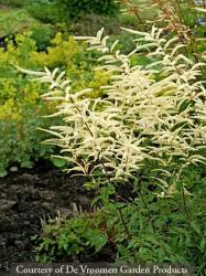 <i>Aruncus</i> x &lsquo;Guinea-Fowl&rsquo;