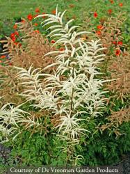 <i>Aruncus dioicus</i> &lsquo;Kneiffii&rsquo;