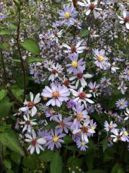<i>Aster cordifolius</i> &lsquo;Avondale&rsquo;