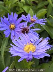 <i>Aster novi-belgii</i> &lsquo;Blue Danube&rsquo;