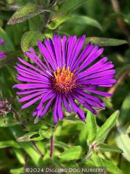 <i>Aster novae-angliae</i> &lsquo;Nachtauge&rsquo;