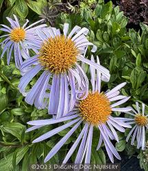 <i>Aster tongolensis</i> &lsquo;Napsbury&rsquo;