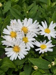 <i>Aster novi-belgii</i> &lsquo;Schneekissen&rsquo;