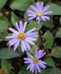 <i>Aster macrophyllus</i> &lsquo;Twilight&rsquo;