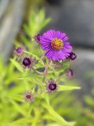 <i>Aster novae-angliae</i> &lsquo;Violetta&rsquo;
