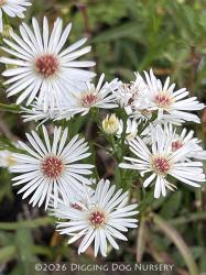 <i>Aster novi-belgii</i> &lsquo;White Swan&rsquo;
