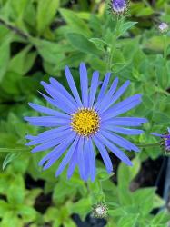 <i>Aster</i> x <i>frikartii</i> &lsquo;Wunder von St�fa&rsquo;