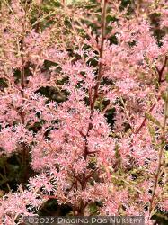 <i>Astilbe</i> &lsquo;Sprite&rsquo;
