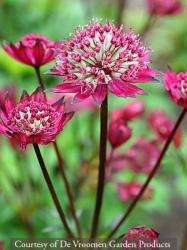 <i>Astrantia</i> &lsquo;Burgundy Manor&rsquo;