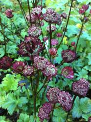 <i>Astrantia major</i> &lsquo;Hadspen Blood&rsquo;