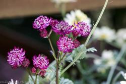 <i>Astrantia major</i> &lsquo;Lars&rsquo;