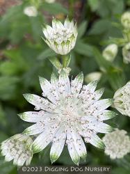 <i>Astrantia major</i> ssp. <i>involucrata</i> &lsquo;Shaggy&rsquo;