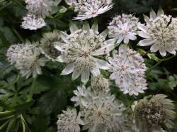 <i>Astrantia major</i> &lsquo;White Giant&rsquo;