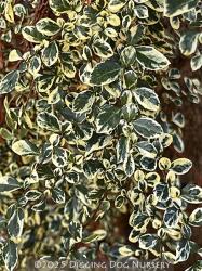 <i>Azara microphylla</i> &lsquo;Variegata&rsquo;