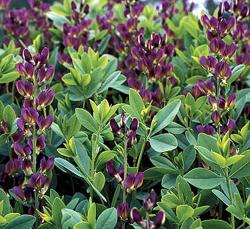 <i>Baptisia</i> x <i>variicolor</i> &lsquo;Twilite&rsquo;