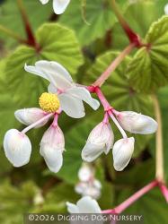 <i>Begonia grandis</i> ssp. <i>evansiana</i> &lsquo;Alba&rsquo;