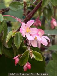 <i>Begonia foliosa (Pink Form)</i>