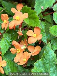 <i>Begonia sutherlandii</i>