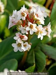 <i>Bergenia</i> &lsquo;Bressingham White&rsquo;