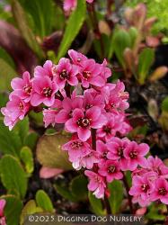 <i>Bergenia</i> &lsquo;Eroica&rsquo;