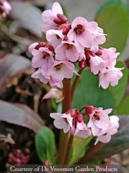 <i>Bergenia</i> &lsquo;Pink Dragonfly&rsquo;