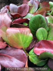<i>Bergenia cordifolia</i> &lsquo;Winterglut&rsquo;
