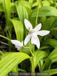<i>Bletilla striata</i> &lsquo;Alba&rsquo;