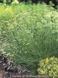 <i>Bouteloua gracilis</i> &lsquo;Blonde Ambition&rsquo;