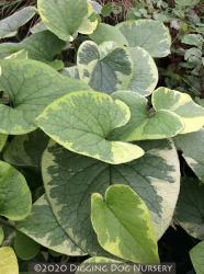 <i>Brunnera macrophylla</i> &lsquo;Hadspen Cream&rsquo;