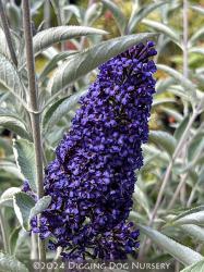 <i>Buddleja</i> &lsquo;Ellen�s Blue&rsquo;