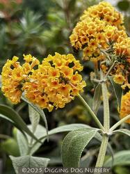 <i>Buddleja</i> x <i>weyeriana</i> &lsquo;Honeycomb&rsquo;