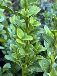 <i>Buxus sempervirens</i> &lsquo;Graham Blandy&rsquo;