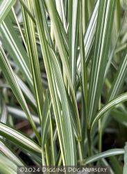 <i>Calamagrostis</i> x <i>acutiflora</i> ‘Avalanche’