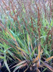 <i>Calamagrostis</i> x &lsquo;Cheju-do&rsquo;