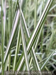 <i>Calamagrostis</i> x <i>acutiflora</i> &lsquo;Eldorado&rsquo;