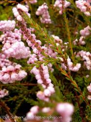 <i>Calluna vulgaris</i> &lsquo;H. E. Beale&rsquo;